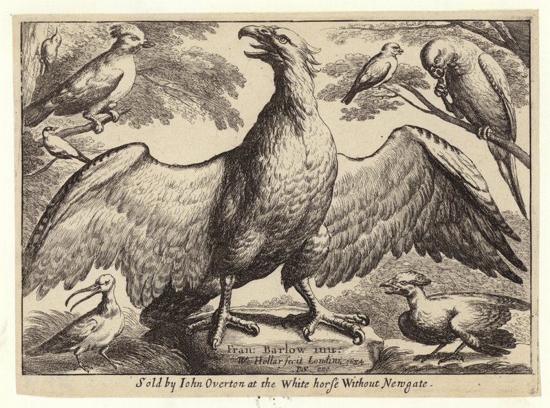 Adler und andere Vögel von Wenceslaus Hollar