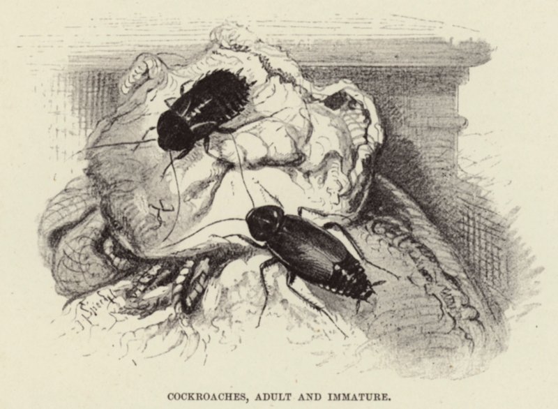 Kakerlaken, erwachsen und unreif von Wilhelm Kuhnert