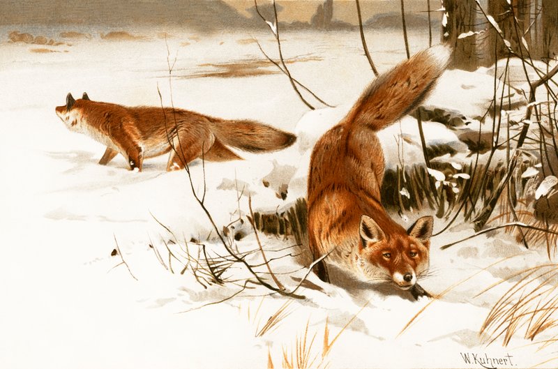 Gewöhnlicher Fuchs von Wilhelm Kuhnert
