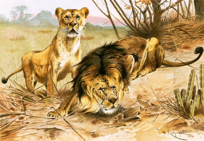 Löwe und Löwin von Wilhelm Kuhnert