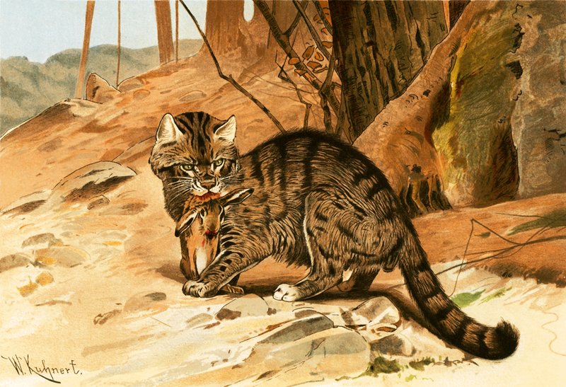Wildkatze von Wilhelm Kuhnert
