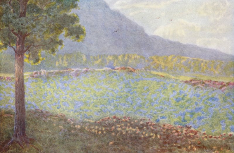Blaue Hortensien bei Groote Schuur von Wilhelm Westhofen