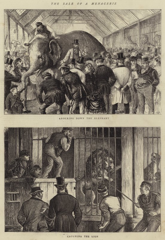 Der Verkauf einer Menagerie von William Ralston