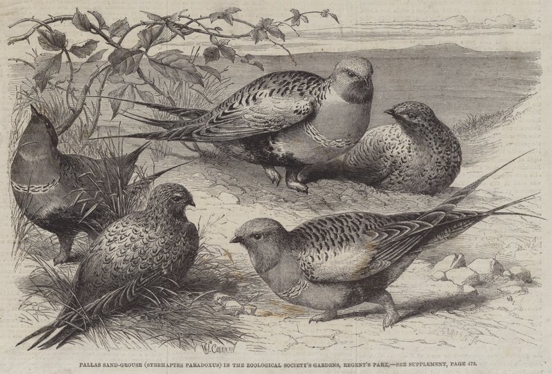 Pallas-Sandhuhn (Syrrhaptes paradoxus) in den Gärten der Zoologischen Gesellschaft, Regent