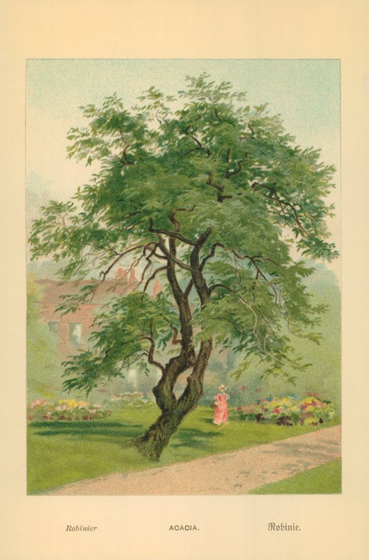 Akazie von William Henry James Boot