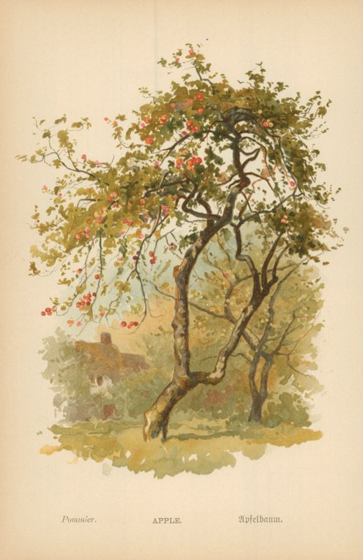 Apfel von William Henry James Boot