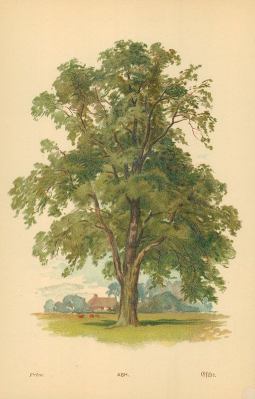 Asche von William Henry James Boot