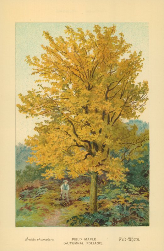 Feldahorn (Herbstlaub) von William Henry James Boot