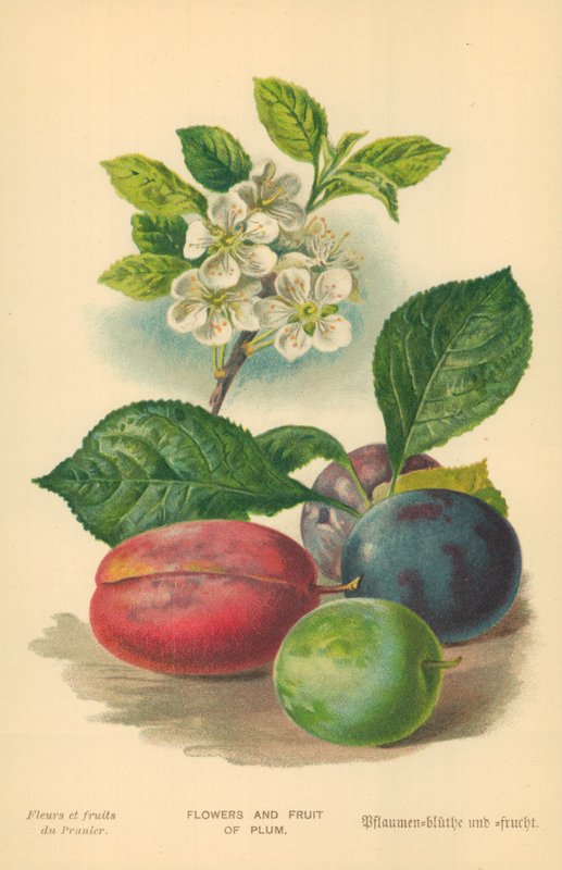 Blumen und Früchte der Pflaume von William Henry James Boot