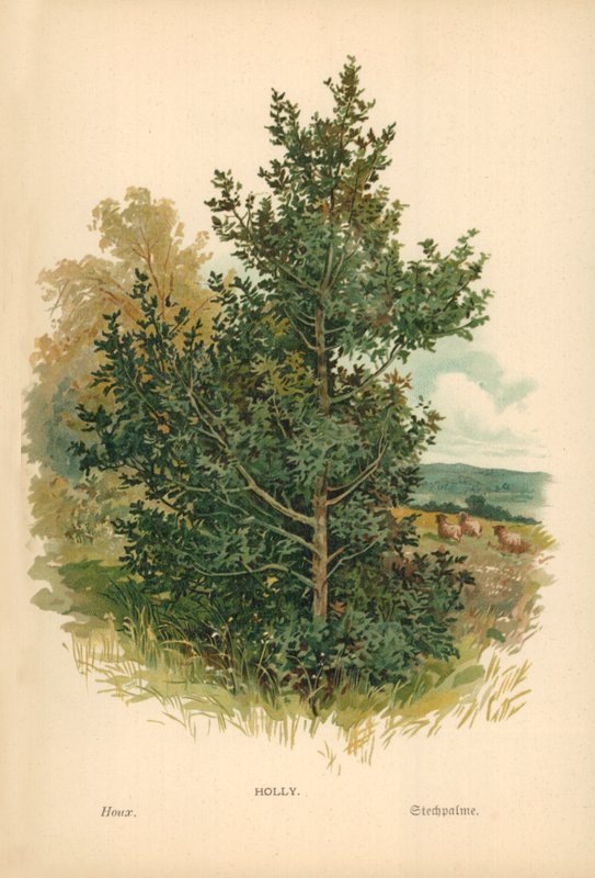 Stechpalme von William Henry James Boot