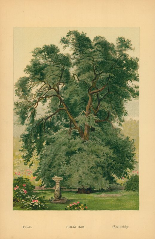 Steineiche von William Henry James Boot