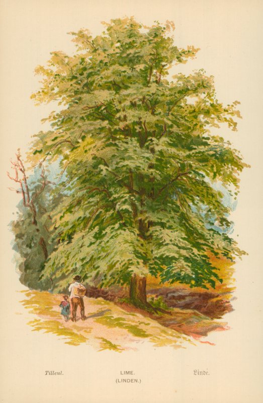 Linde von William Henry James Boot