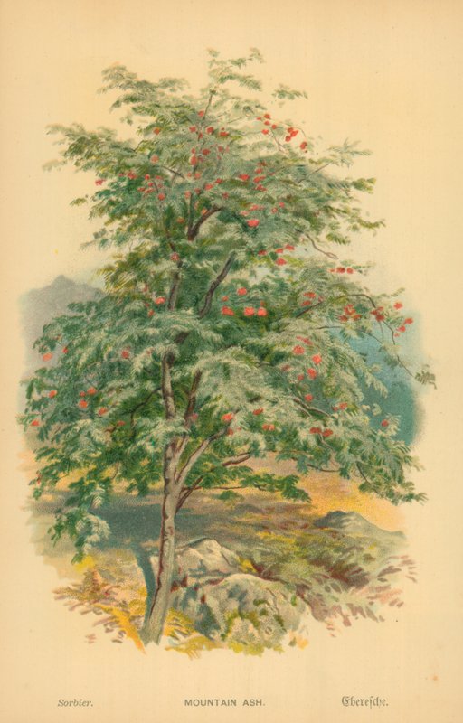Eberesche von William Henry James Boot