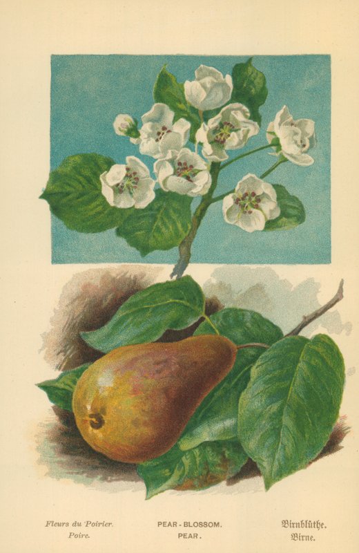 Birnenblüte. Birne von William Henry James Boot