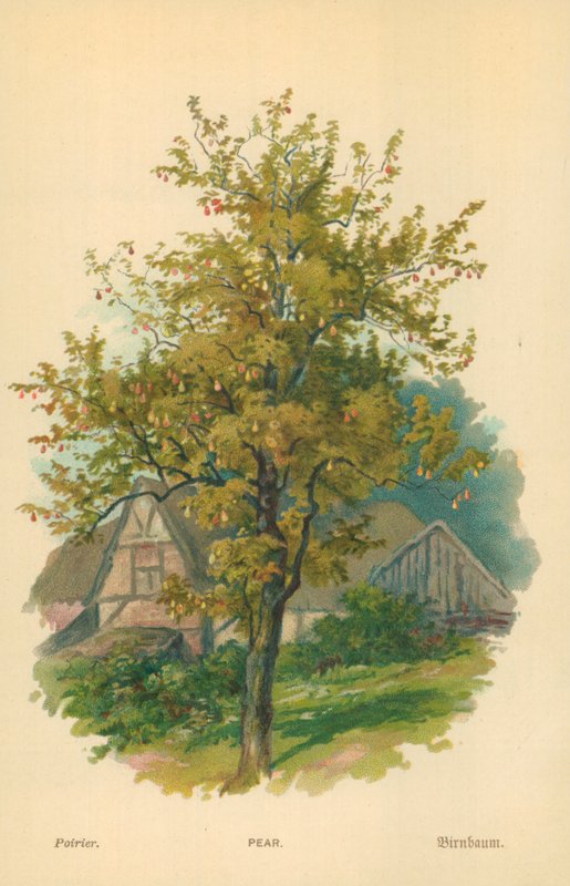 Birne von William Henry James Boot