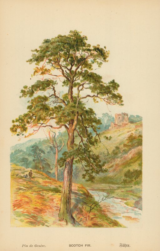 Schottische Kiefer von William Henry James Boot