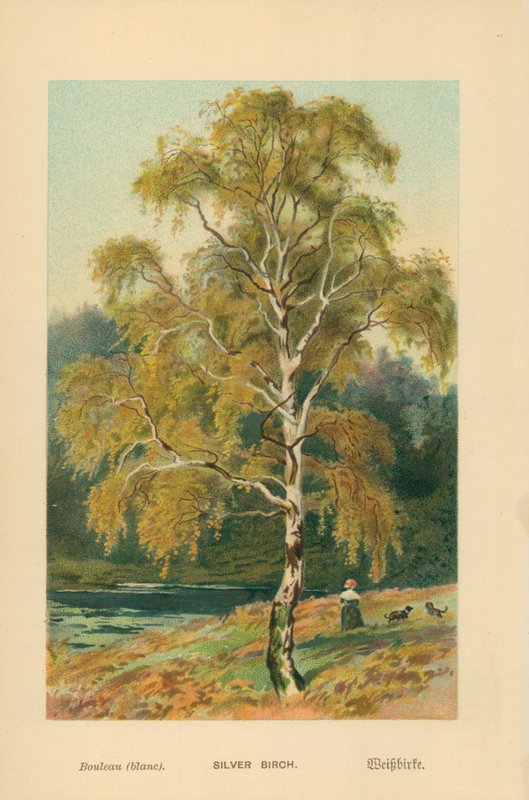 Silberbirke von William Henry James Boot