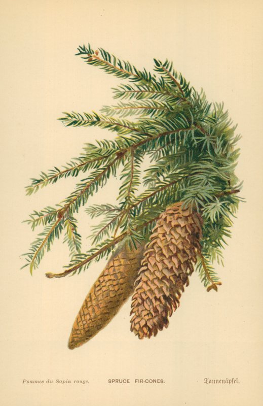 Fichtenzapfen von William Henry James Boot