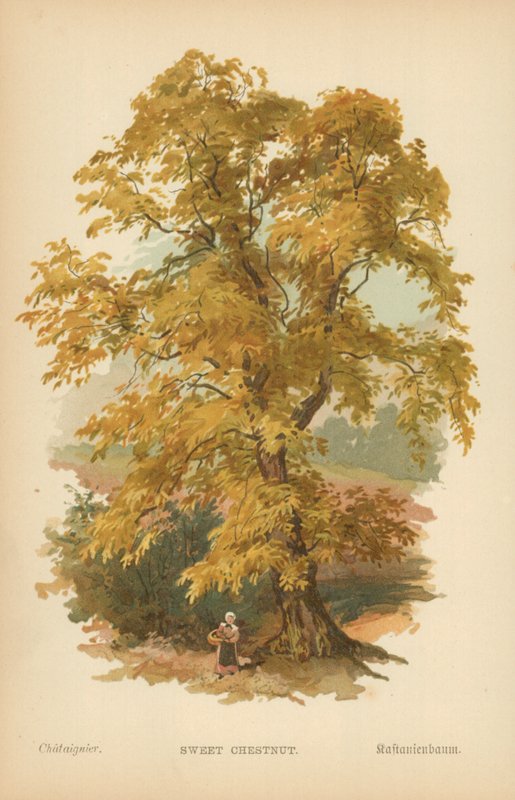 Esskastanie von William Henry James Boot