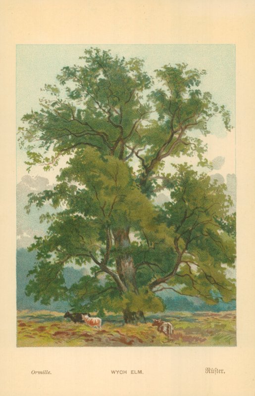 Wych Ulme von William Henry James Boot