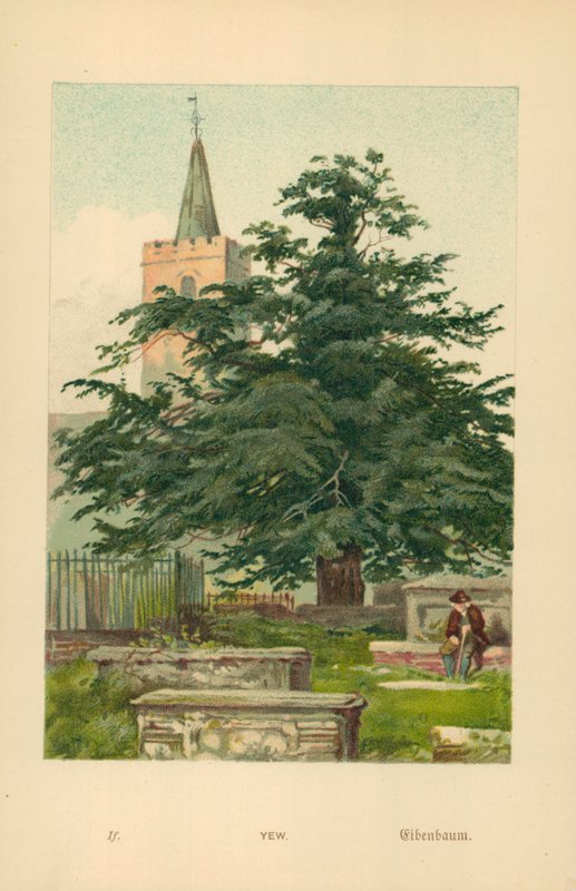 Eibe von William Henry James Boot