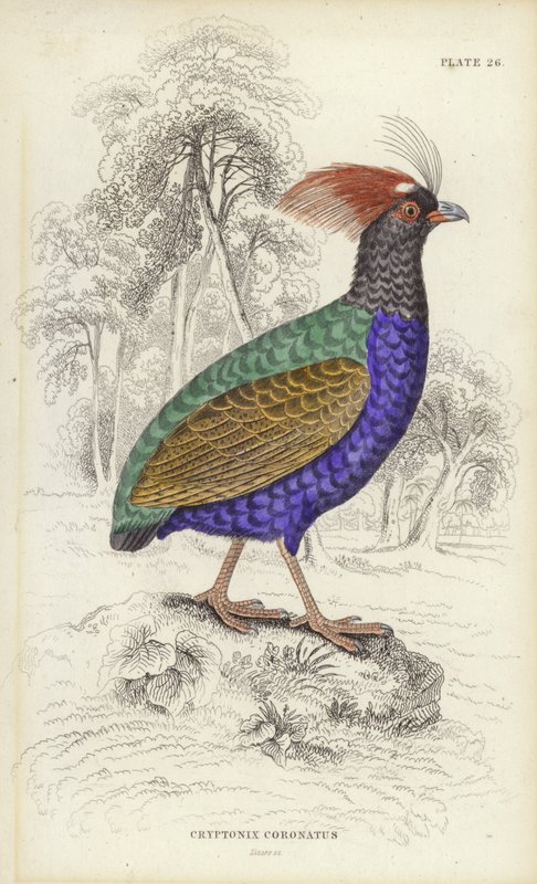 Cryptonix Coronatus von William Home Lizars