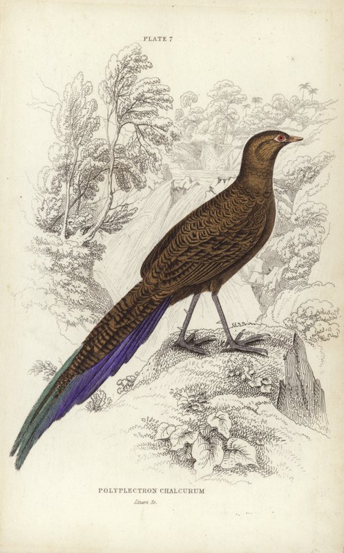 Polyplectron Chalcurum von William Home Lizars