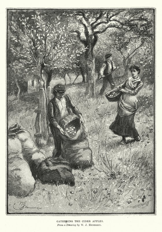 Das Sammeln der Apfelwein-Äpfel von William John Hennessy
