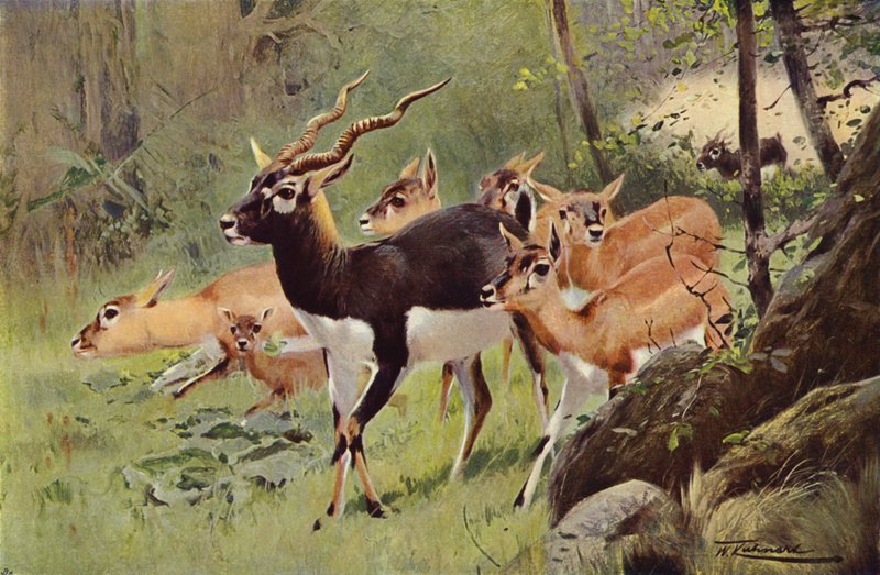 Schwarzer Bock von after Wilhelm Kuhnert