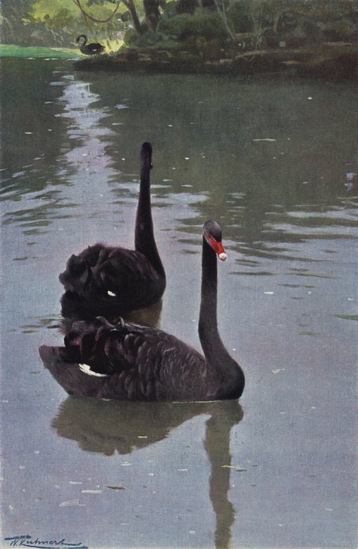 Schwarzer Schwan von after Wilhelm Kuhnert