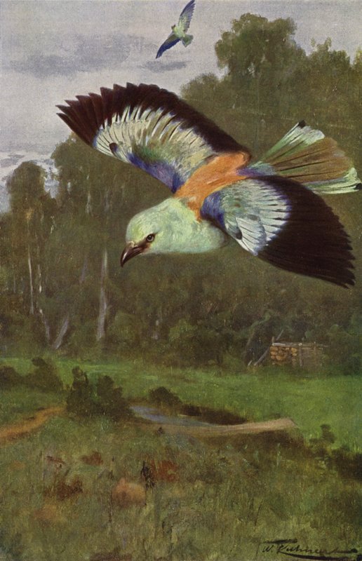 Blauracke von after Wilhelm Kuhnert