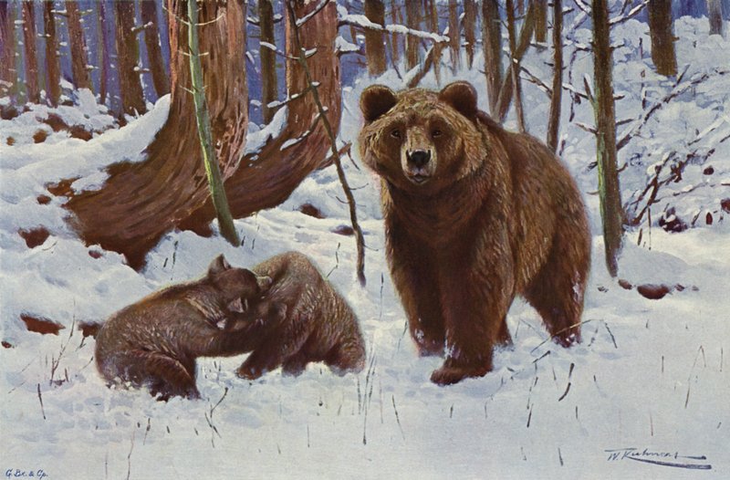 Braunbär von after Wilhelm Kuhnert