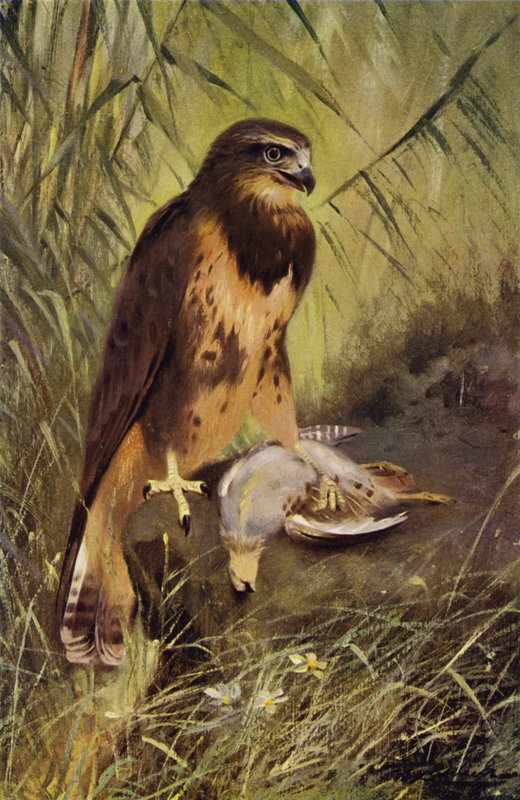 Mäusebussard von after Wilhelm Kuhnert