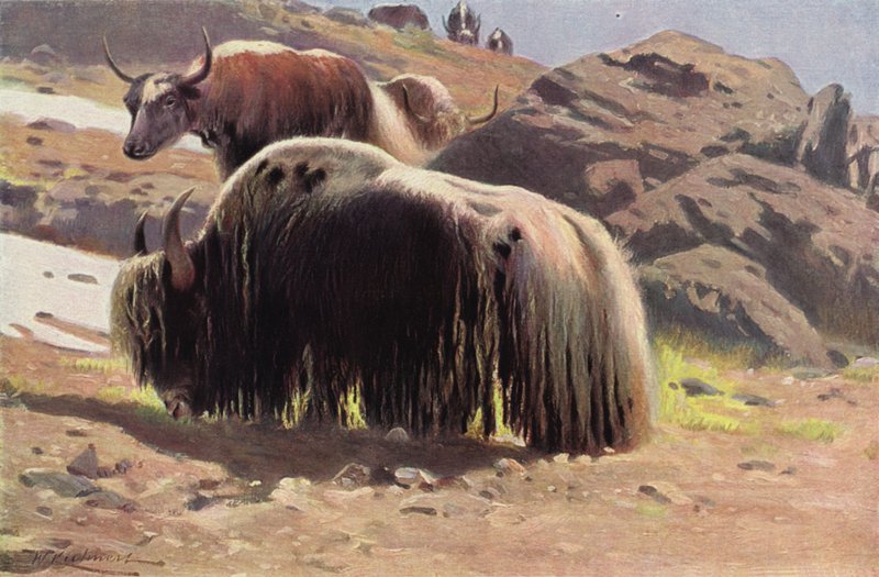 Hausyak von after Wilhelm Kuhnert