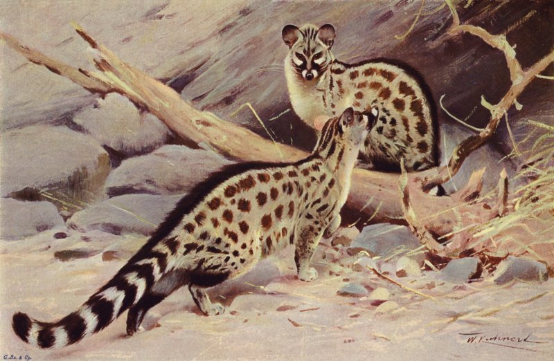 Dongola-Genet von after Wilhelm Kuhnert