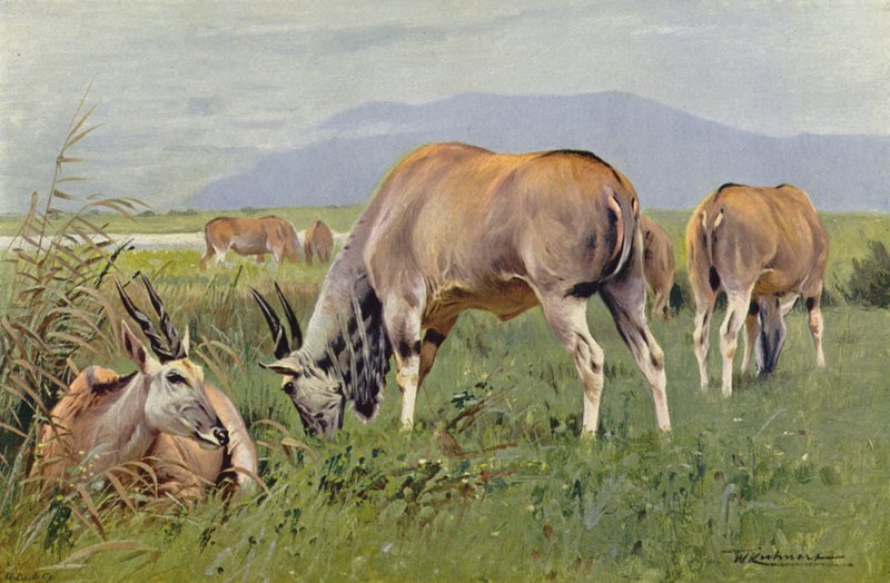Eland von after Wilhelm Kuhnert