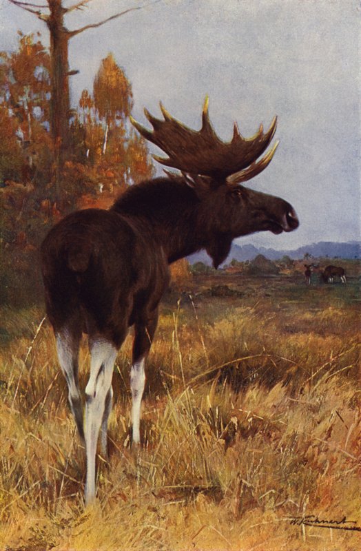 Elch oder Rentier von after Wilhelm Kuhnert