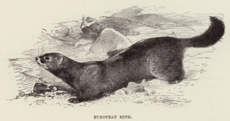 Europäischer Nerz von after Wilhelm Kuhnert