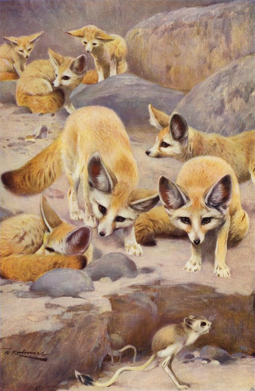 Fennek und Jerboa von after Wilhelm Kuhnert