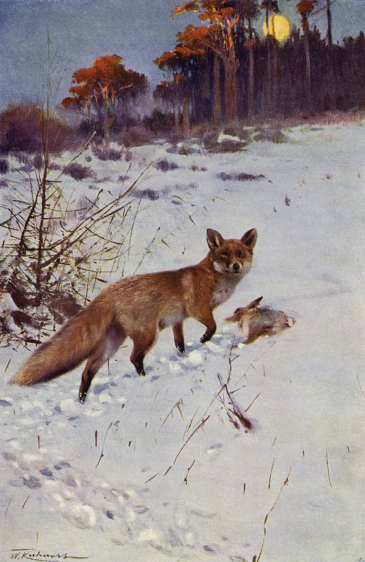 Fuchs von after Wilhelm Kuhnert