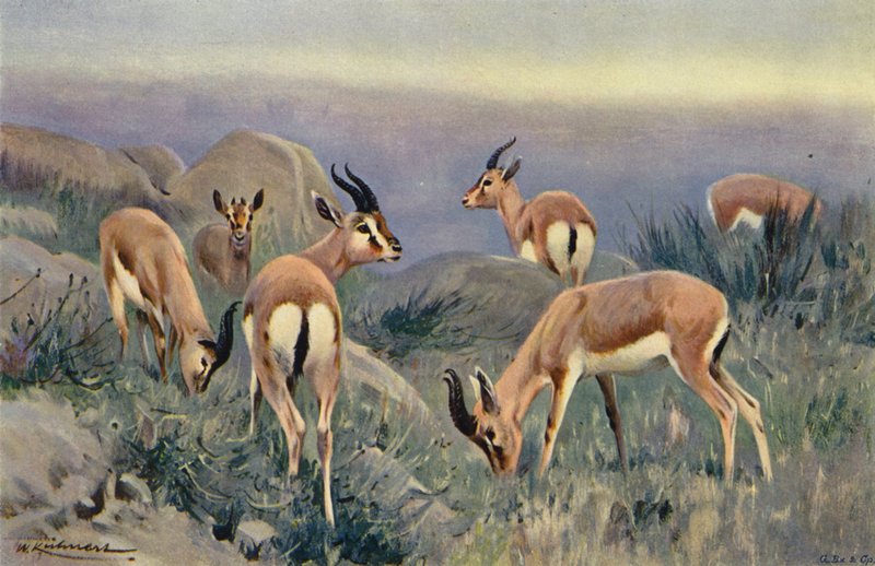 Gazelle von after Wilhelm Kuhnert