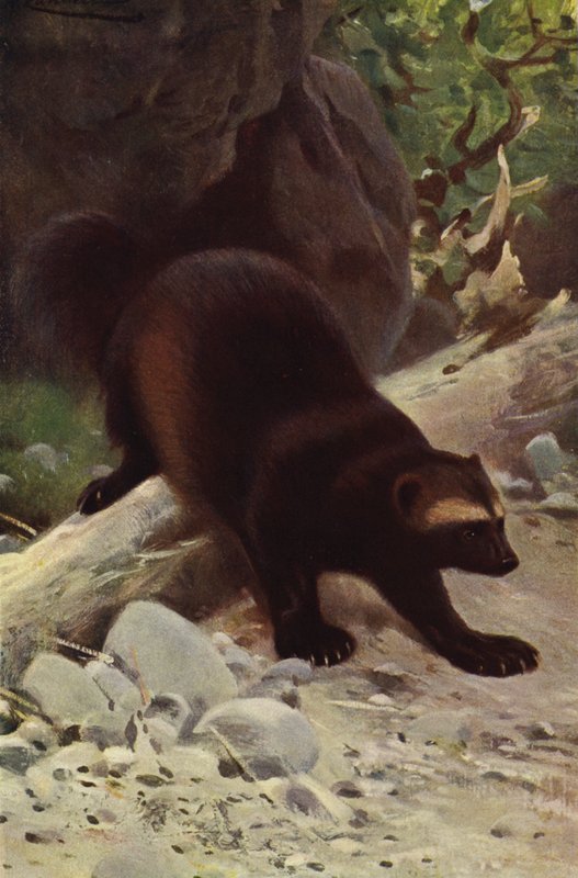 Vielfraß von after Wilhelm Kuhnert