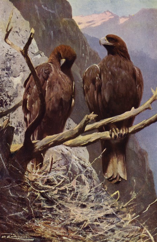 Steinadler von after Wilhelm Kuhnert