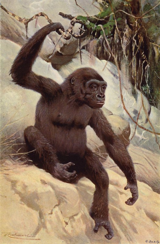 Gorilla von after Wilhelm Kuhnert