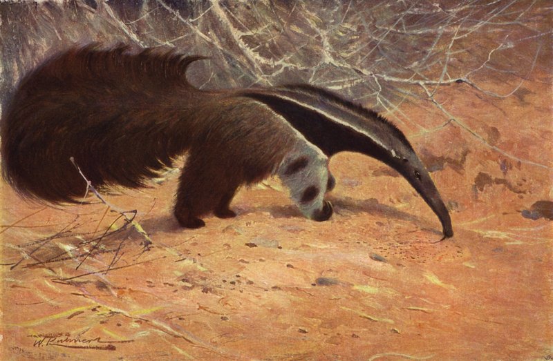 Großer Ameisenbär von after Wilhelm Kuhnert