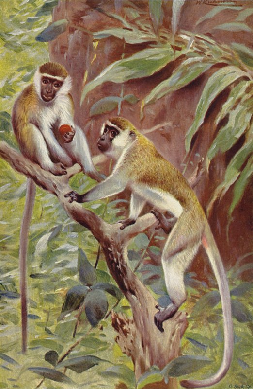 Grüner Meerkatze von after Wilhelm Kuhnert