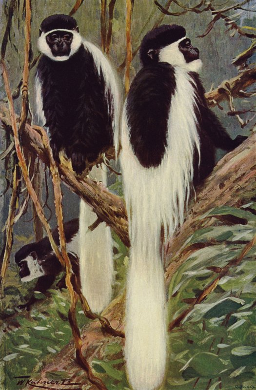 Guereza von after Wilhelm Kuhnert