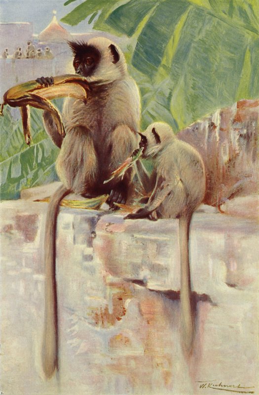 Hanuman-Langur von after Wilhelm Kuhnert