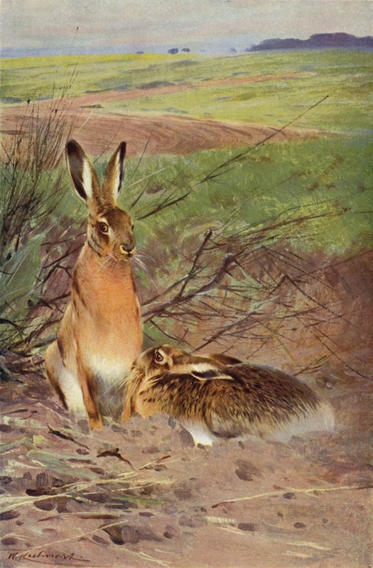 Hase von after Wilhelm Kuhnert