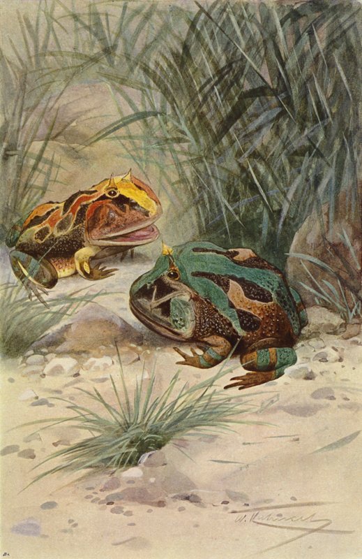 Hornfrosch von after Wilhelm Kuhnert